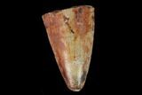 Serrated, Fossil Phytosaur (Redondasaurus) Tooth - New Mexico #133323-1